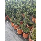 Spirál forma / Ilex Crenata (120 cm)