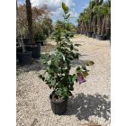 Japán Kamélia (120-130 cm)