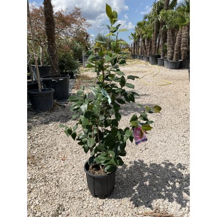 Japán Kamélia (120-130 cm)