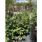 Japán Kamélia (120-130 cm)