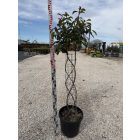 Korallberkenye Fonott "Red Robin" (120 cm)