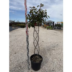 Korallberkenye Fonott "Red Robin" (120 cm)