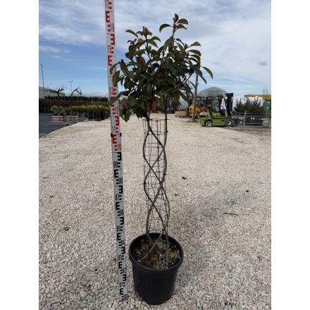 Korallberkenye Fonott "Red Robin" (120 cm)