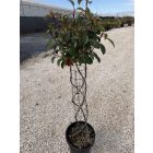 Korallberkenye Fonott "Red Robin" (120 cm)