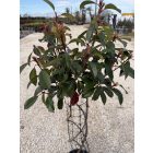 Korallberkenye Fonott "Red Robin" (120 cm)