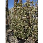 Korallberkenye Fal "Pink Marble"