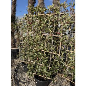 Korallberkenye Fal "Pink Marble"