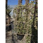 Korallberkenye Fal "Pink Marble"