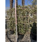 Korallberkenye Fal "Pink Marble"