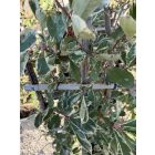 Korallberkenye Fal "Pink Marble"