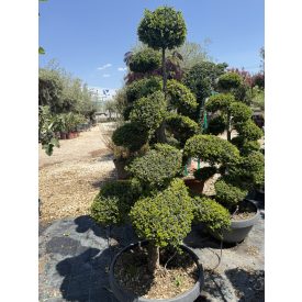 Bonsai 1. (170 cm)