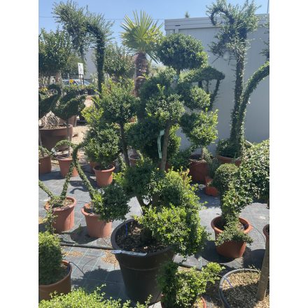 Bonsai 1. (170 cm)