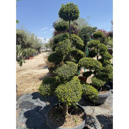Bonsai 1. (170 cm)