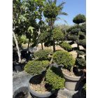 Bonsai 1. (170 cm)