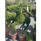 Ágaskodó Ló forma törzses / Ligustrum Jonandrum (140 cm)