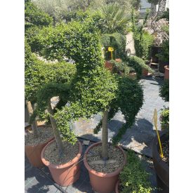 Ágaskodó Ló forma törzses / Ligustrum Jonandrum (140 cm)