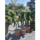 Ágaskodó Ló forma törzses / Ligustrum Jonandrum (140 cm)