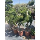 Ágaskodó Ló forma törzses / Ligustrum Jonandrum (140 cm)