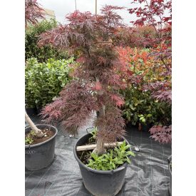 Japán juhar(csüngő) 2 Japán juhar(csüngő) 2