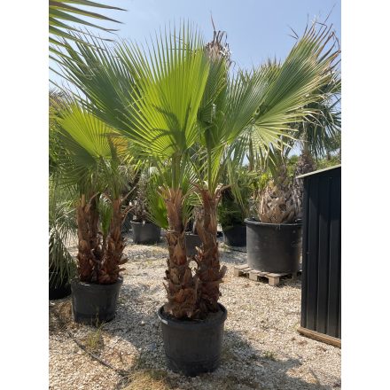 Mexikói pálmacsoport (250 cm magas)