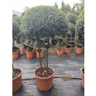 Ernyő forma / Ligustrum Jonandrum (170 cm)