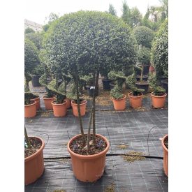 Ernyő forma / Ligustrum Jonandrum (170 cm)