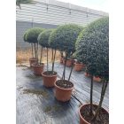 Ernyő forma / Ligustrum Jonandrum (170 cm)