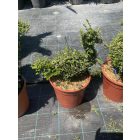 Kacsa forma / Lonicera Nitida (50 cm)