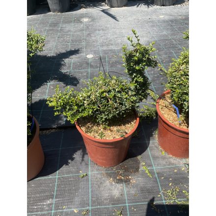 Kacsa (50 cm)