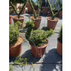 Kacsa forma / Lonicera Nitida (50 cm)