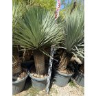 Yucca roatrata (150-160 cm magas)