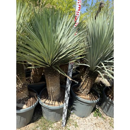 Yucca roatrata (150-170 cm magas)