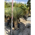 Yucca roatrata (150-160 cm magas)