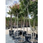 Kínai selyemmirtusz fa