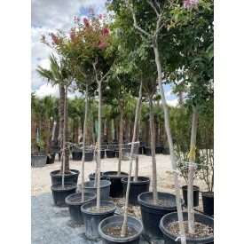 Kínai selyemmirtusz fa Kínai selyemmirtusz fa