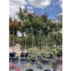 Kínai selyemmirtusz fa