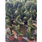Spirál forma / Ilex Crenata (150 cm)
