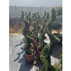 Spirál forma / Ilex Crenata (150 cm)