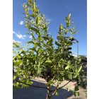 Salix integra 'Hakuro-nishiki' (tarkalevelű japán fűz)