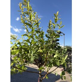   Salix integra 'Hakuro-nishiki' (tarkalevelű japán fűz)