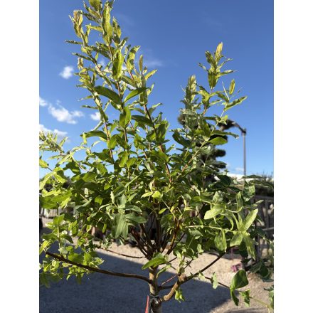 Salix integra 'Hakuro-nishiki' (tarkalevelű japán fűz)