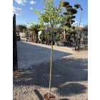 Salix integra 'Hakuro-nishiki' (tarkalevelű japán fűz)