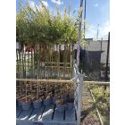 Salix integra 'Hakuro-nishiki' (tarkalevelű japán fűz)