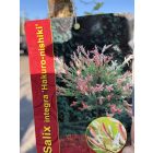 Salix integra 'Hakuro-nishiki' (tarkalevelű japán fűz)