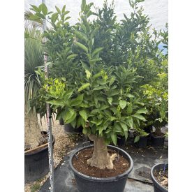 Narancs (230 cm magas)