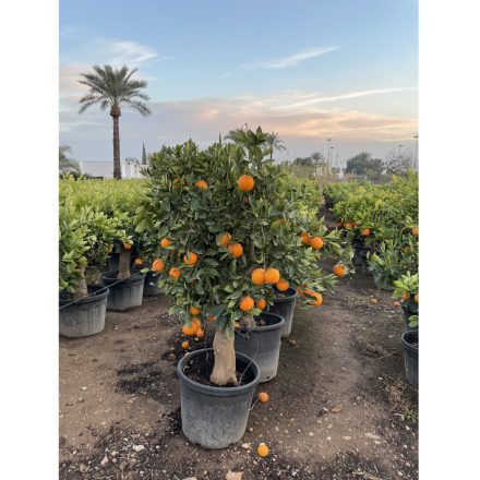 Narancsfa (180 cm magas)