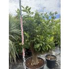 Narancs (230 cm magas)