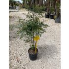 Japán szentfa (120-140 cm)