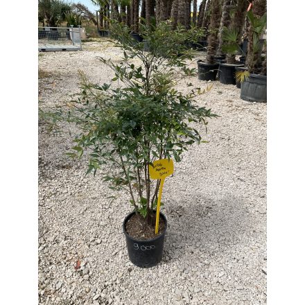 Japán szentfa (120-140 cm)