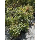 Japán szentfa (120-140 cm)